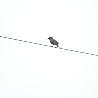 European Starling Tybee Island 2-26-18