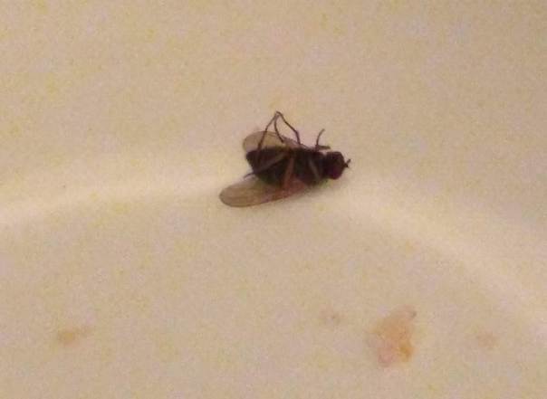 Dead fly in chip bowl June 2020